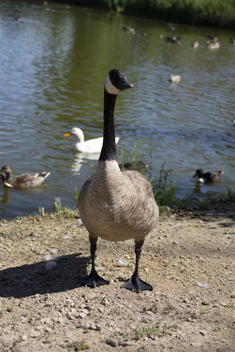 Canadian Goose Free Stock Photo - Public Domain Pictures