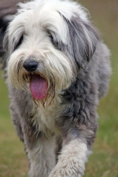 Puppies Eating Stock Photo Image Of Bearded Lunch Furry 184324