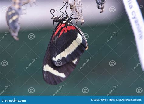 Butterfly Hatching From Pupa And Chrysalis. Royalty-Free Stock Image ...