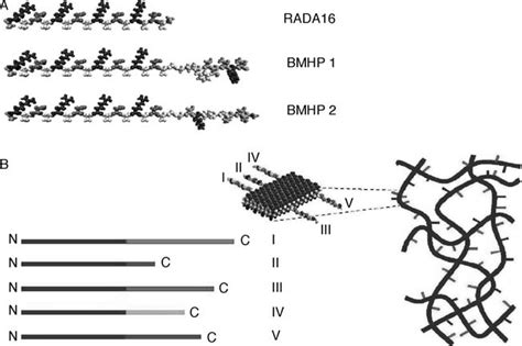 Molecular And Schematic Models Of The Designer Peptides And Of The Download Scientific Diagram