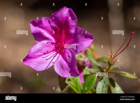 Plant Red Azalea Stock Photo Alamy