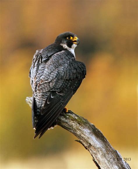 Nature Photography By Dave Roach Iv Peregrine Falcon Falco Peregrinus