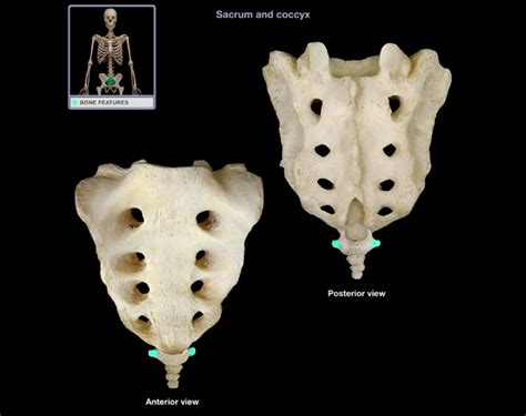 Sacrum Diagram Quizlet