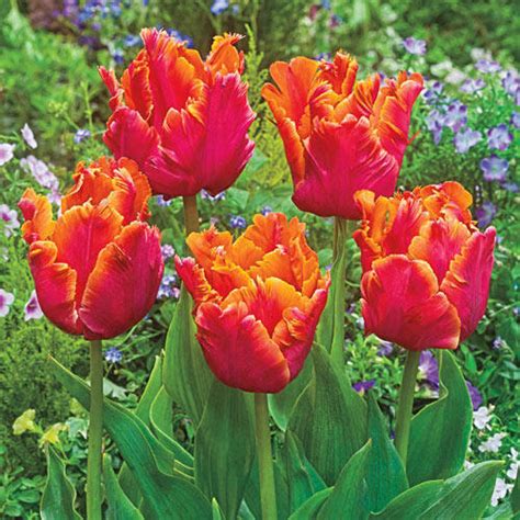 Amazing Parrot Tulip Brecks