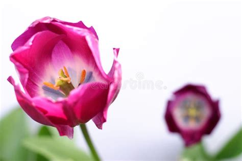 Purple tulips stock image. Image of bright, foliage, botany - 1282505