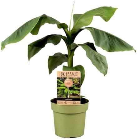 Bananenbaum Musa Basjoo 4 bäume Amazon de Garten