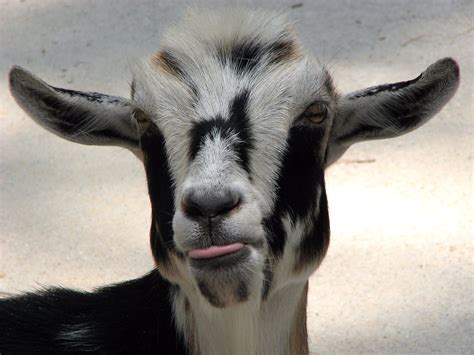 Goat Tongue Sticking Out