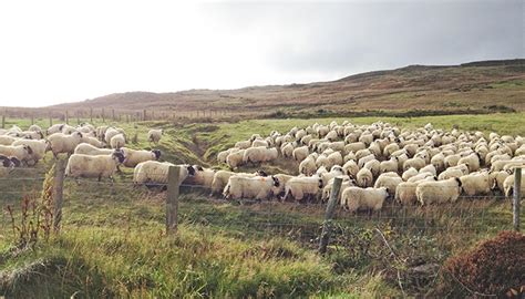 Sheep Checking Condition Of Hill Ewes Teagasc Agriculture And