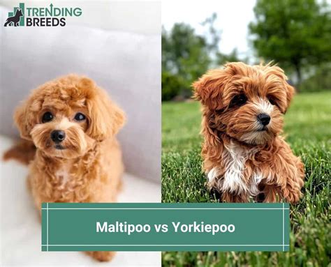 Maltipoo Vs Yorkiepoo Differences Expained 2024