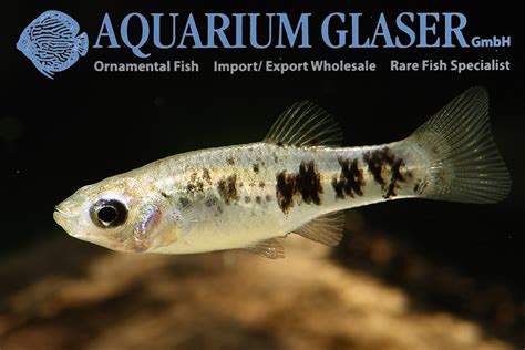 Limia - Aquarium Glaser GmbH