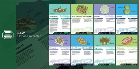 Cell Organelles And Their Functions Information Sheets