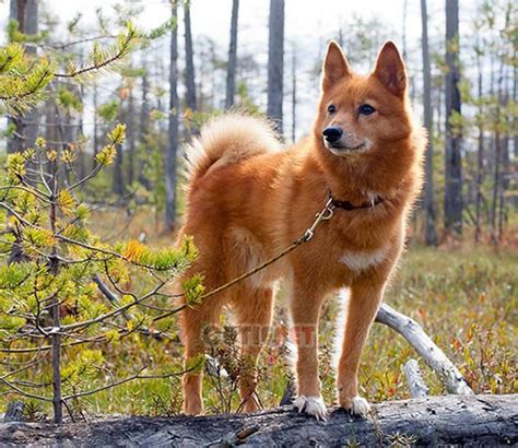 Finnish Spitz dog popularity, price, lifespan, origin, colors, temperament