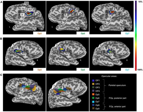 News Jülich Brain Atlas