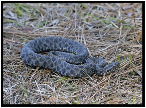 Dusky Pygmy Rattlesnake | Florida Backyard Snakes