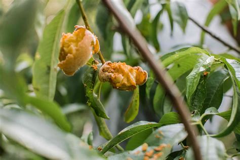 How to Grow Peach Trees