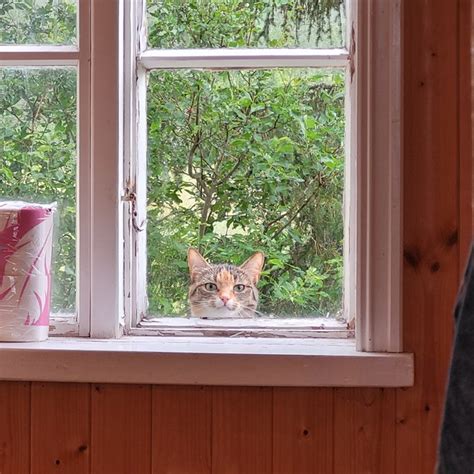 はいはい開けます開けます窓から家の中を見つめる猫さんのお顔に悶絶ωここがぷっくりしてるまいどなニュース