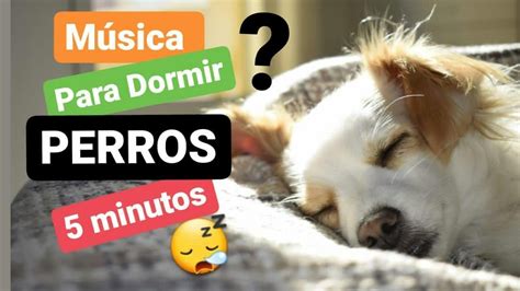 Música para dormir perros en 5 minutos YouTube