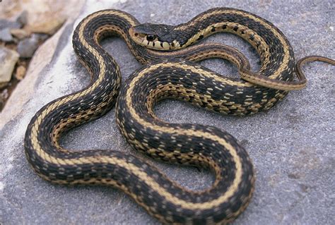 Common Garter Snake Facts and Pictures