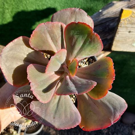 ECHEVERIA CALY ARGENTEA GRANDE CUIA 17 Cm Santa Suculenta