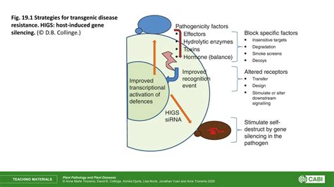 Plant Pathology And Plant Diseases In Botany PPT