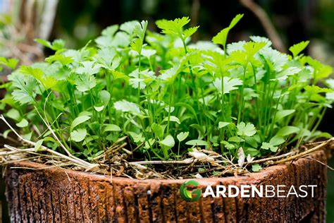 Coriandrum Sativum Guide How To Grow And Care For Cilantro”