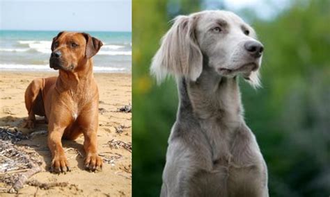 Rhodesian Ridgeback vs Longhaired Weimaraner - Breed Comparison