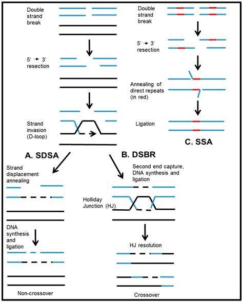 Genes Free Full Text Reappearance From Obscurity Mammalian Rad52