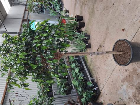 Ficus Benjamina ‘ebony Fig Standard 90cm 400mm Camden Nurseries