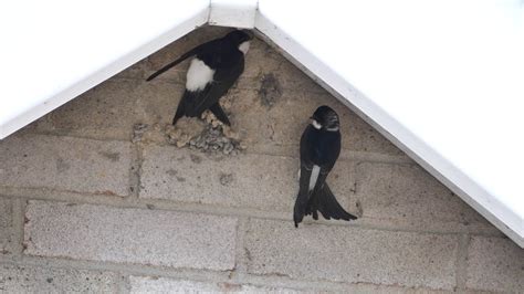 House Martins Nest Building Youtube