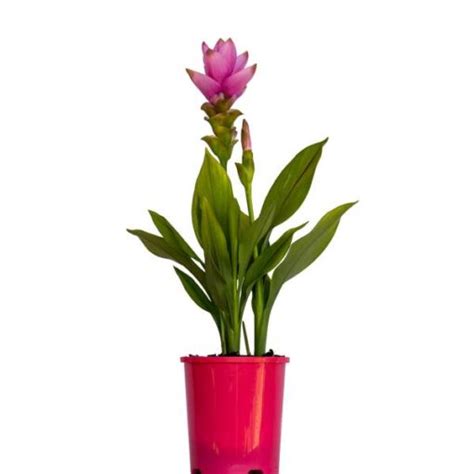 Curcuma Ornamental Ginger Rhizome Growing Guide Palmwood Tropicals