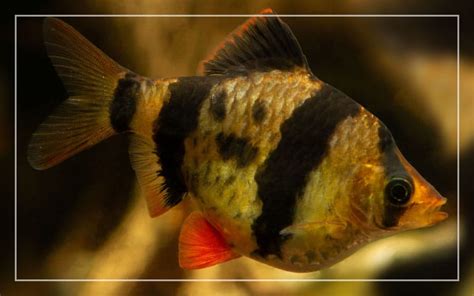 Tiger Barb Fish Care Guide Complet Sur La Façon De Conserver Les