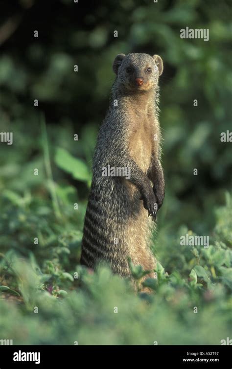 Botswana Chobe National Park Banded Mongoose Mungos Mungo Stands In