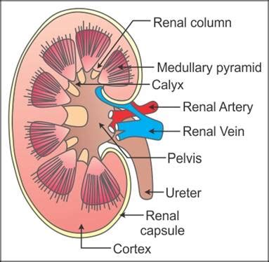 Kidney Diagram Function And Labeled Human Kidney Diagram Lab