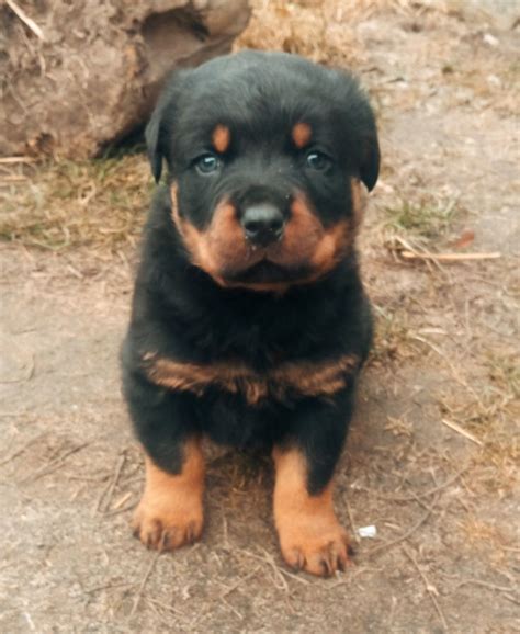 Mały piesek rottweiler Ciecierówka OLX pl