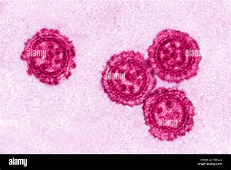 Influenza virus microscope hi-res stock photography and images - Alamy