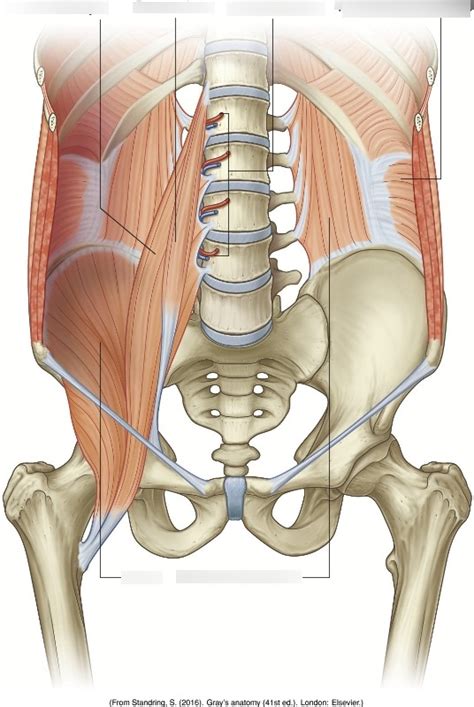 Chapter 6: False Pelvis Diagram Diagram | Quizlet