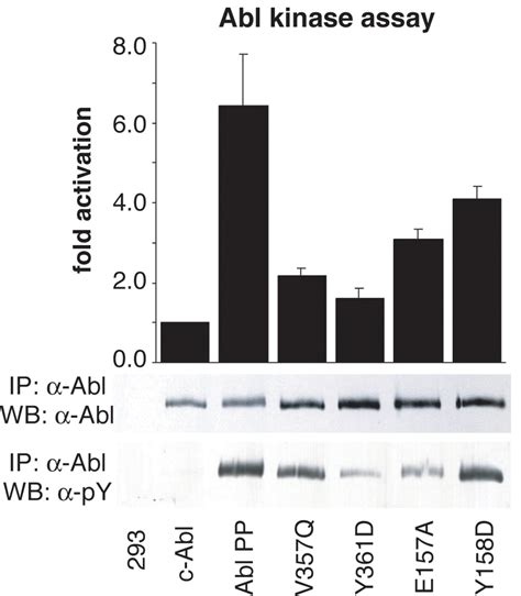 13 Structure-function analysis of the SH2-kinase domain interface The ...