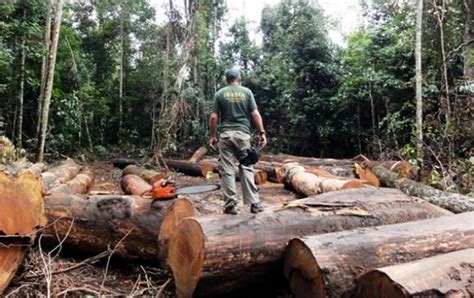 Atividades humanas são as maiores causas da extinção de espécies Íntegra