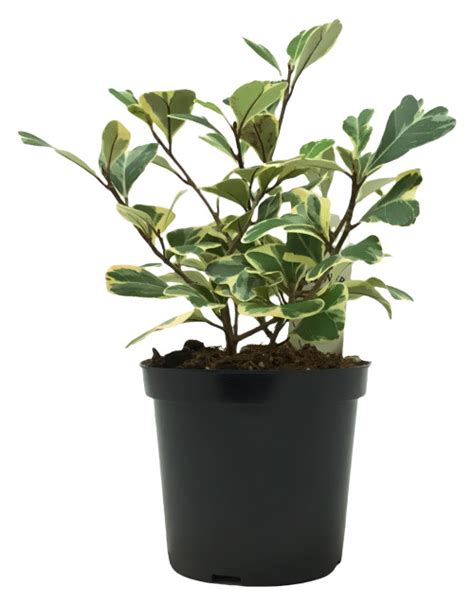 Flowerpotnursery Variegated Ficus Triangularis F Triangularis Variegata 4 Pot The Flower Pot