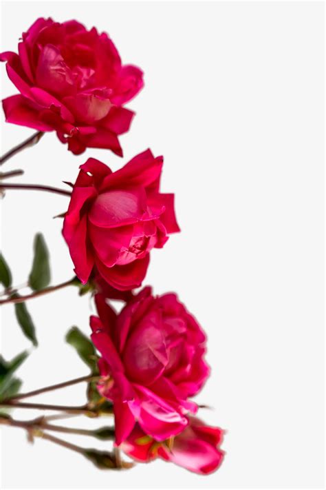 Double Pink Knockout Rose For Sale Online | The Tree Center