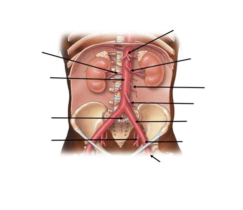 Endo And Cardio Practical Abdomen And Pelvis A 1 BIO 122 Parkland