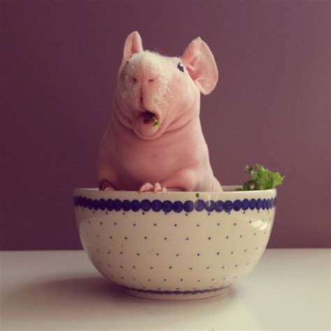 Naked Guinea Pig Poses With His Favorite Food Bored Panda