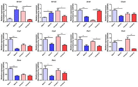 Ijms Free Full Text Regulation Of Circadian Genes Nr1d1 And Nr1d2