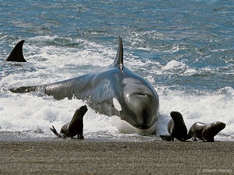 Killer Whales Eating Seals