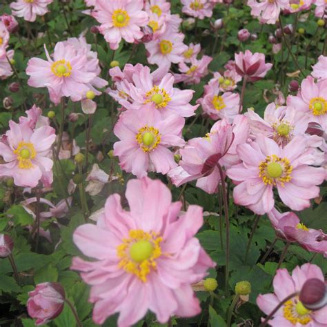 Anémone Du Japon Serenade Anemone Tomentosa à Fleurs Doubles Roses