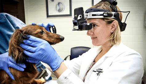 Turmeric-based drug eases eye inflammation in dogs - Futurity