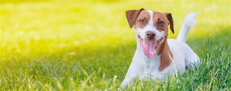 What Is The Ideal Weight For A Jack Russell Terrier