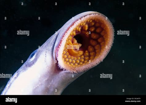 Freshwater Rivers Galicia Spain Young Gray Lamprey Petromyzon Marinus