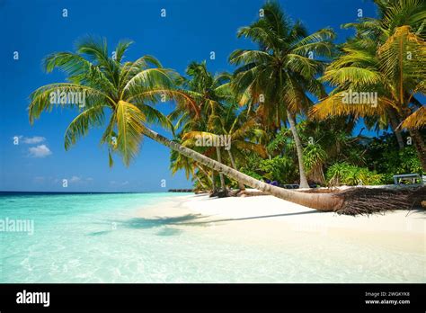 Vilamendhoo Maldives A Tropical Island In The Indian Ocean With Palm