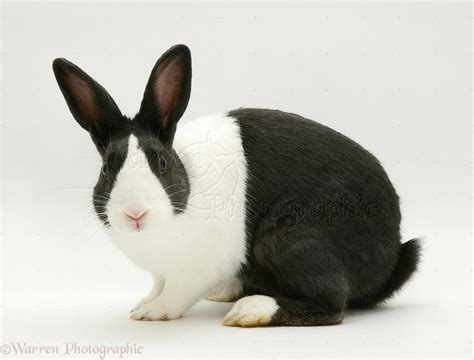 Black-and-white rabbit photo WP10441